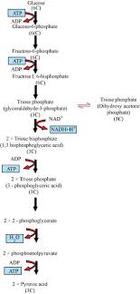 Glycolysis Flow Chart Science Life Processes 10392381