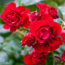 how to keep rose bushes blooming 3