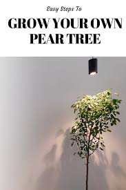 Grow Your Own Pear Tree Indoors With The Aspect Grow Light