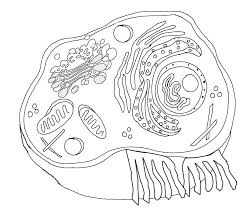 Unique animal cell coloring key 38 with additional animal cell. 2