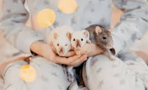 Tame baby dumbo rats for sale in uitenhage they are 5 weeks old. A Guide To Different Types Of Pet Rat Their Colors And Markings