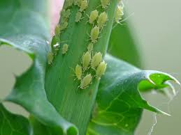 what do greenflies do to plants in gardens
