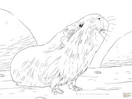 Capybara coloring book vector illustration. Online Coloring Pages Coloring Page The Capybara Animals Download Print Coloring Page
