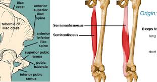 See more ideas about muscle names, workout, fitness tips. Semimembranosus Origin Insertion Action Nerve Supply How To Relief Muscle Names The Originals Hamstring Muscles