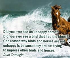 22 Awesome Horse Quotes and Sayings - We Need Fun
