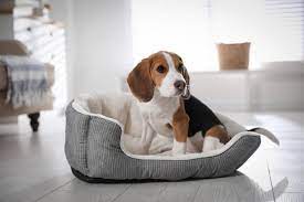 how to wash a dog bed with urine in it