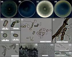 Yet another fungal pathogen has the scientific name bipolaris cactivora. Identification And Molecular Characterizations Of Neoscytalidium Dimidiatum Causing Stem Canker Of Red Fleshed Dragon Fruit Hylocereus Polyrhizus In Malaysia Mohd 2013 Journal Of Phytopathology Wiley Online Library