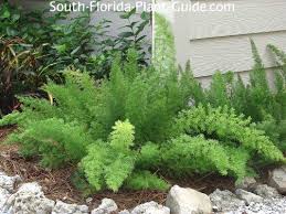 south florida ferns