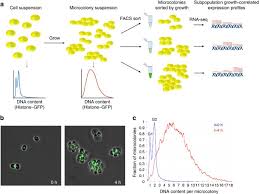 Slow-growing cells within isogenic populations have increased RNA  polymerase error rates and DNA damage | Nature Communications