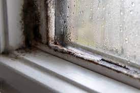mold in windows and sills