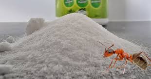 use borax to kill ants