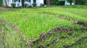 when to fertilize new sod the best