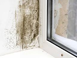 How To Remove Mold And Mildew Once And