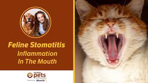 feline stomais inflammation in the