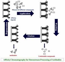 Downstream Processing Of Antibodies Potential Of Affinity