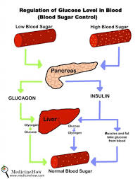 Blood Sugar Control In The Body Blood Sugar Normal Blood