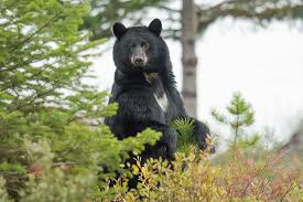 black bear hunting alberta wild
