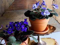 Ceramic pots are also more aesthetically pleasing. The 10 Gorgeous African Violet Pots Reviews Guide Of 2021