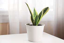 House Plants That Like Direct Sunlight
