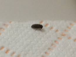 tiny black bugs found in bathroom