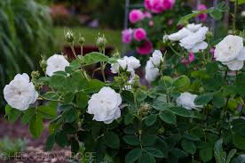 There are over three hundred species and tens of thousands of cultivars. Types Of Roses
