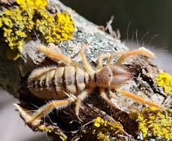 | i had no desire to cook, so i bought a ready meal in a nearby supermarket. Camel Spider Species Profile Buzzsharer Com