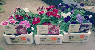 easy gardening with bedding plants