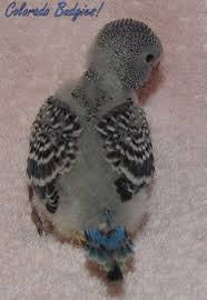 Budgie Growth Stages Pet Budgie 12450