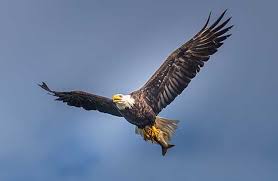 eagles in flight