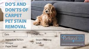 do s and don ts of carpet pet stain removal