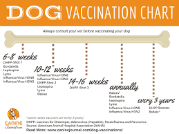 What Vaccines Do Puppies Need Which Shots And When They