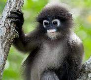 These monkeys have distinct territories guarded by male troop members that will not overlap with. Dusky Leaf Monkey The Monkey With Eyeglasses Pictures And Facts