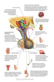 Hormones The Bodys Chemical Messengers Visual Dictionary