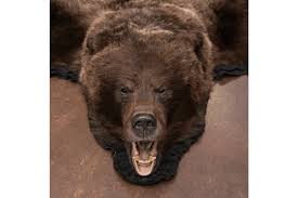 grizzly bear skin rugs furcanada