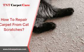 guide to pet damage carpet repair cost