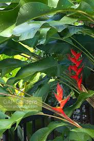heliconia plant wit stock photo by
