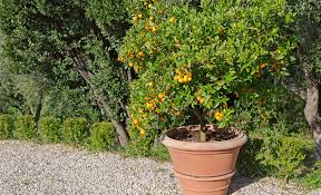 How To Grow Citrus Trees The Home Depot