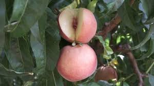 purchase freestone peach trees