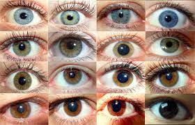 Цвет глаз — Википедия