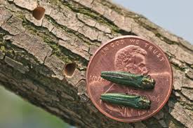 When To Treat For Emerald Ash Borers