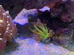 Check spelling or type a new query. Dc S Im Nuvo 20 Ride Along Nano Reef Journals Nano Reef Community