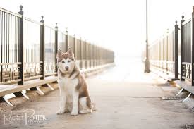 Make sure the pet knows they. Pet Photography Getting The Shot Click It Up A Notch