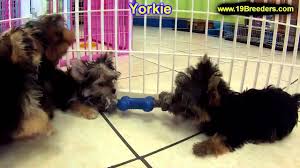 Find blue merle australian shepherds. Yorkshire Terrier Puppies For Sale In Detroit Michigan Mi Waverly Holt Inkster Wyandotte Youtube