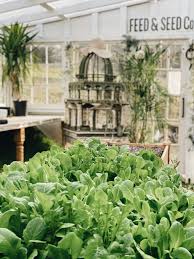 the best way to grow indoor vegetables