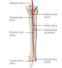 Distal end of right humerus. Leg Concise Medical Knowledge
