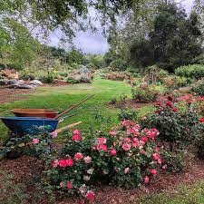 Southern California November Garden To