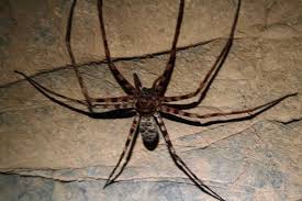 Earlier this month, an 18cm hunstman was found in a shipping container in surrey. This Is The Largest Spider In The World Hederopoda Maxima Or Giant Huntsman Spider Many Found To Have A Foot Long Leg Span Thank God It Live In The Caves Of Laos