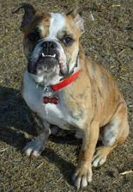 Lilac and tan,lilac and tan merle. Are You Wondering About The Valley Bulldog Find Out About This Dog