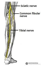 The Common Fibular Nerve Course Motor Sensory