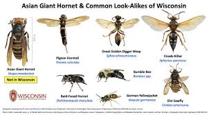 asian giant hornet